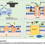 Pharmacodynamics: Principles of Drug Action, Mechanisms of Drug Action and Theories Behind Drug-Receptor Action