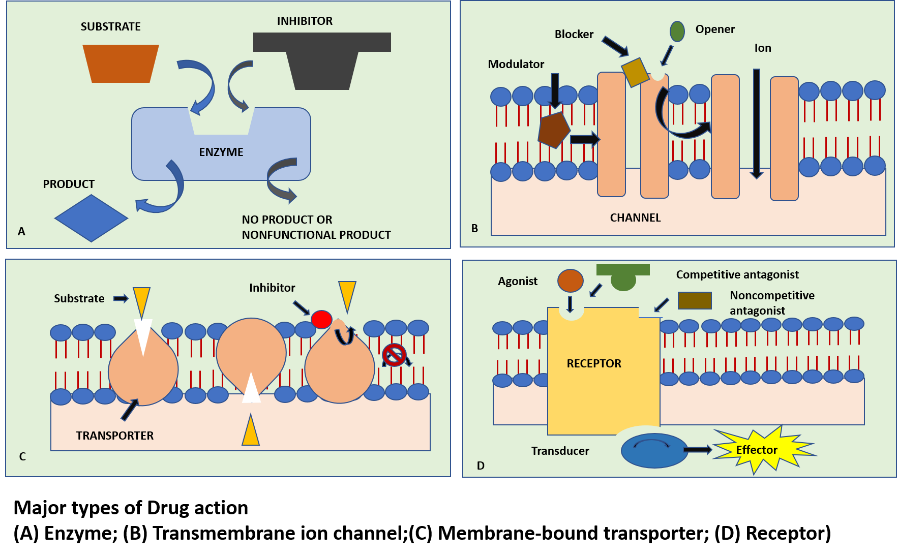 Pharmacodynamics: Principles of Drug Action, Mechanisms of Drug Action and Theories Behind Drug-Receptor Action